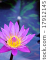 睡蓮 17912145