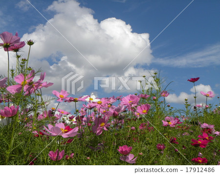 白色雲彩和桃紅色顏色白色和顏色波斯菊在藍天 白色雲彩和桃紅色顏色白色和顏色波斯菊在藍天 17912486