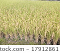 Rice ear 2 17912861