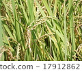 Rice ear 1 17912862