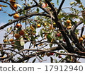 Persimmon tree 17912940