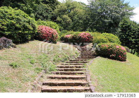 Koishikawa Botanic Garden 17913363