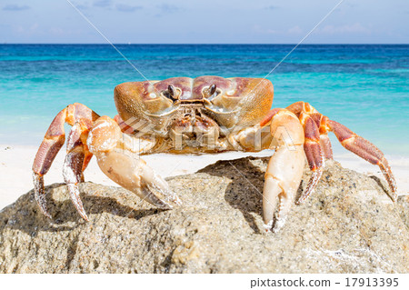 Crab on Tachai island, Phangnga Province, Thailand 17913395