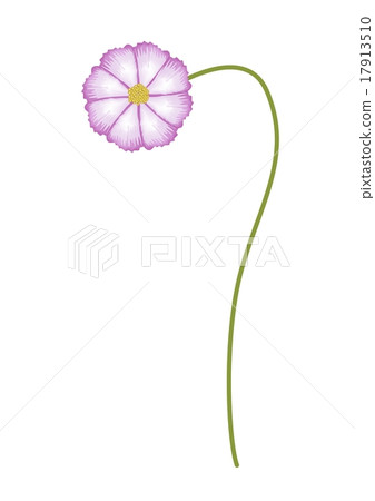 Fuchsia and White Colors Cosmos Flower on White Fuchsia and White Colors Cosmos Flower on White 17913510