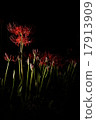 Cluster amaryllis 17913909
