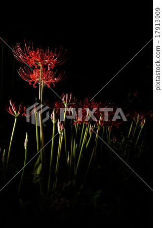 群集孤挺花 群集孤挺花 17913909