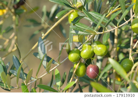 曼薩尼約 17913910