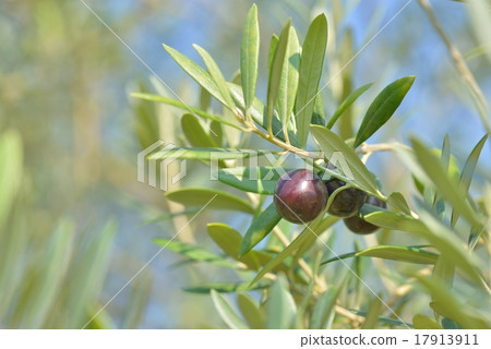 曼薩尼約 曼薩尼約 17913911