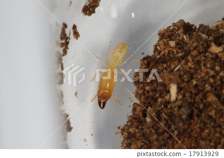 A termite ant A termite ant 17913929
