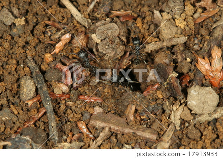 Kuronagaari nest 1 17913933