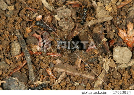 Kuronagaari nest mouth 2 Kuronagaari nest mouth 2 17913934