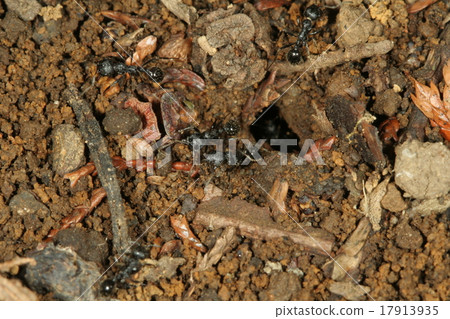 Kuronagaari巢3 Kuronagaari巢3 17913935