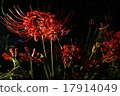 Cluster amaryllis 17914049