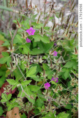 元野翔子 元野翔子 17914098