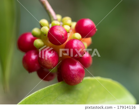 鮮紅色的水果 鮮紅色的水果 17914116