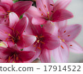 Background close up of multiple pink lilia flowers 17914522