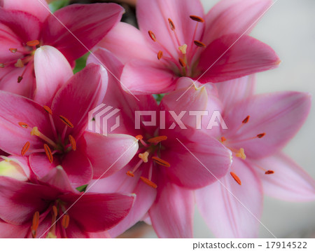 Background close up of multiple pink lilia flowers Background close up of multiple pink lilia flowers 17914522