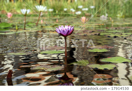 A pond with blooming lotus (lat. Nelumbo) A pond with blooming lotus (lat. Nelumbo) 17914530