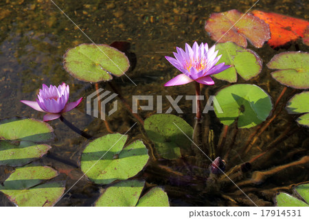Blooming lotus (lat. Nelumbo) Blooming lotus (lat. Nelumbo) 17914531