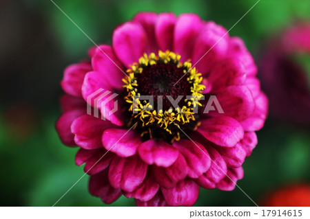 Pink flower Pink flower 17914615
