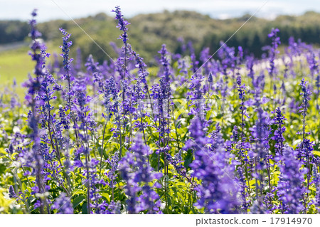 Blue salvia 17914970