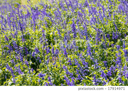 Blue salvia 17914971