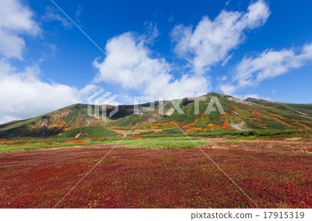 Flat leaves in the background 17915319
