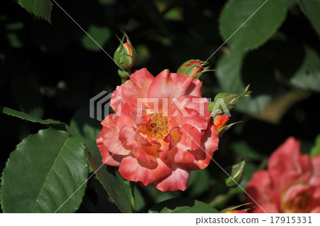 小恍惚鼓 小恍惚鼓 17915331