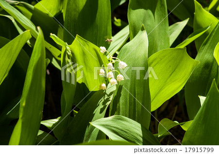 Convallaria majalis 17915799