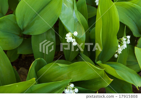 Convallaria majalis Convallaria majalis 17915808