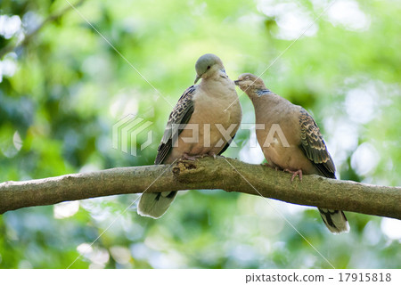 斑鳩 17915818