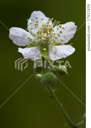 germanica malus sylvestris pyrus germanica malus sylvestris pyrus 17915939