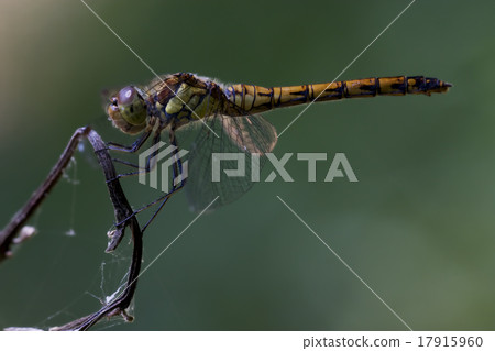 side of wild yellow black dragonfly side of wild yellow black dragonfly 17915960