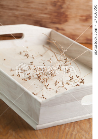 Dry coriander twigs 17916050