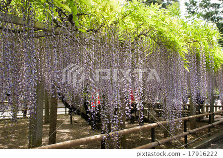 三大神社紫藤沙滑 17916222