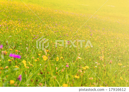 Wildflowers on a meadow in a sunny day 17916612