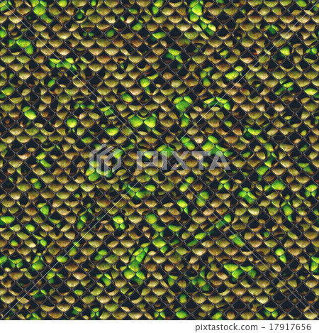 Snake skin 17917656