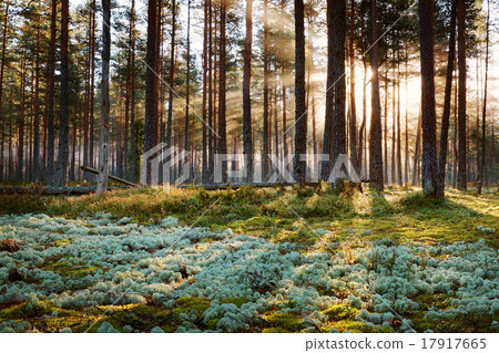 Coniferous forest with morning sun shining 17917665