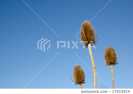 Wild teasels closeup 17918924