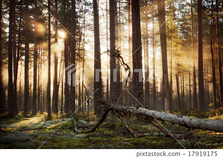 Coniferous forest with morning sun shining 17919175