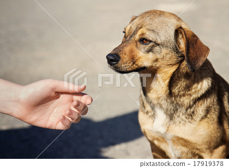 Child hand and lonely homeless dog Child hand and lonely homeless dog 17919378