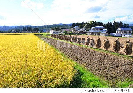 鄉村景觀（山形縣） 17919776