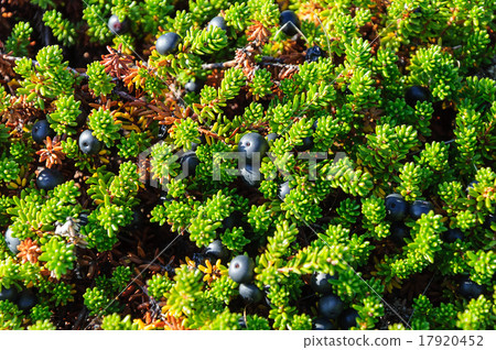 Macro of berry shiksha (crowberry) 17920452