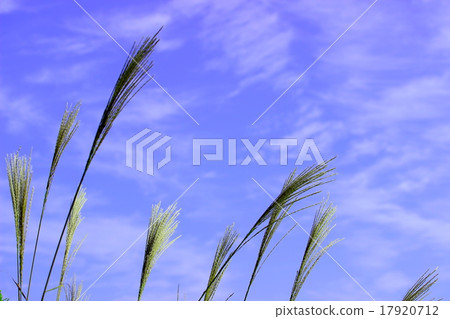 Susuki Japanese silver grass Susuki Japanese silver grass 17920712