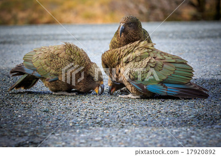 flock of kea birds in new zealand 17920892