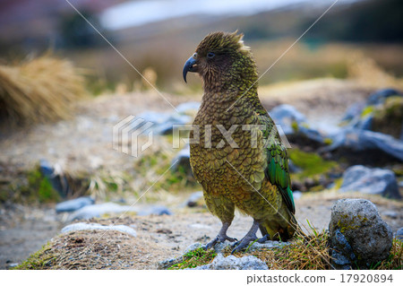 r feather ,plumage of kea birds r feather ,plumage of kea birds 17920894