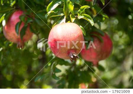 pomegranate pomegranate 17921009