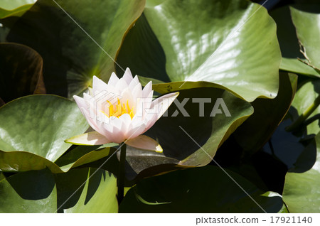 Water lily 17921140