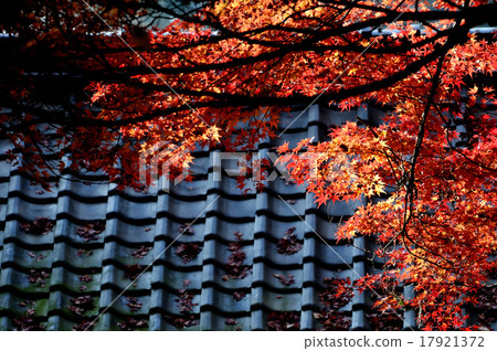 秋季飛躍的山塔 17921372