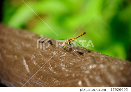 Nosimetombo Nosimetombo 17926695